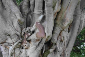 Seems to live... Jelly Tree