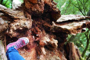 ... left my footprint in Tassie...