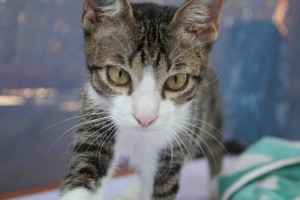 Cochones, Cochonez oder irgednwie so hieß der Kater. Er schlief eine Nacht in meinem Bett und morgens fraß er einen Vogel darin ^^