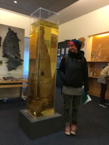 Penis from a Pottwale